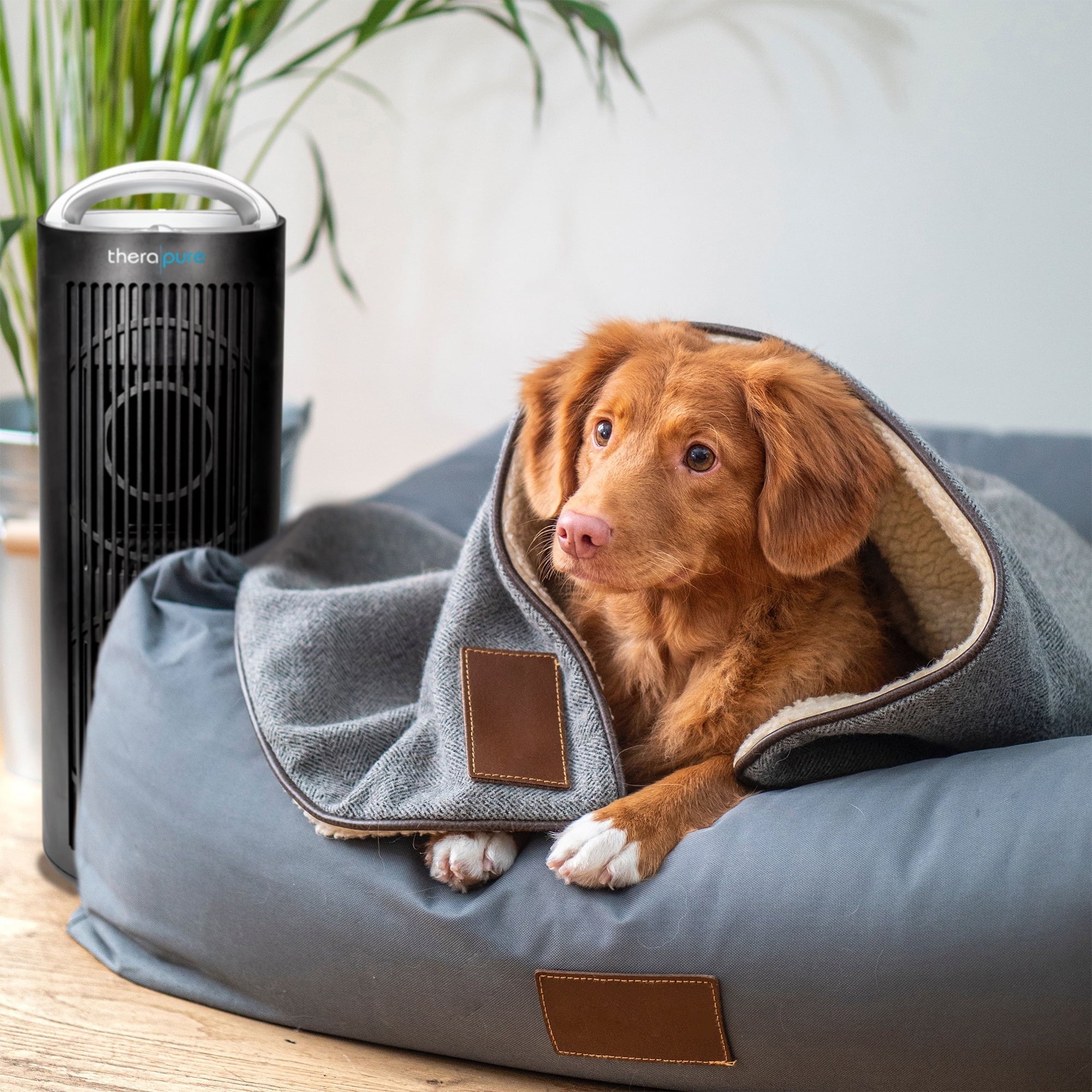 ENVION Therapure TPP620 Tower 4 Sizetage Air Purifier with 3 Fan Sizepeeds, Black